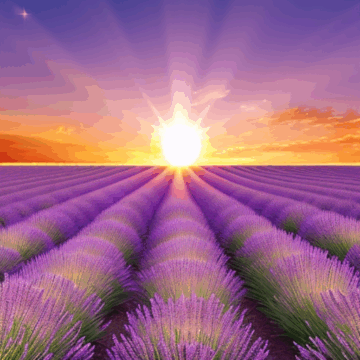 Breathtaking Sunset Over Lavender Fields in Bloom