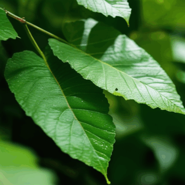 Captivating Dewdrop on Leaf Nature Photography