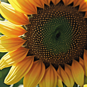 Discover Sunflower Blooms Up Close and Personal