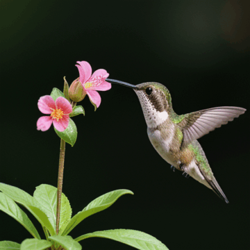 Discover the Beauty of Hummingbirds and Flowers