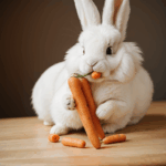An adorable rabbit, captured mid-bite, enjoys a fresh carrot, highlighting the delightful interaction between animal and food.