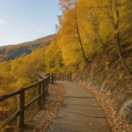 An autumn nature walk amidst colorful leaves and serene surroundings, ideal for exploration.