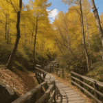 Autumn views on a hiking trail, with colorful leaves and serene surroundings.