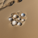 Seashells beautifully arranged on sandy shores, their unique textures and colors forming a natural mosaic.