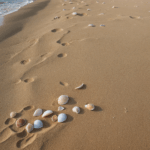 A beachcomber's dream: a variety of seashells sprinkled across the golden sands.