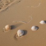 Seashells resting gently on the beach, their delicate beauty and variety a tribute to the ocean's wonder.