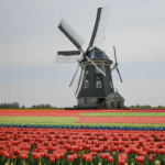 Tulip fields in full bloom surround a historic windmill, creating a breathtaking and colorful landscape ideal for photography.