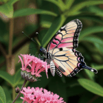 A butterfly on vibrant pink flower, showcasing the lively and colorful world of nature.