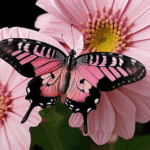 A butterfly with pink flowers in a garden, illustrating the captivating beauty of wildlife.
