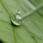 A dewdrop on a leaf, capturing morning light and showcasing nature's tiny miracles.