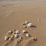 A diverse variety of seashells on the sand, illustrating the ocean's natural artistry and wonder.