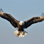 An eagle captured mid-flight, displaying its impressive wingspan and commanding presence in the sky.