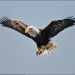 Eagle soaring over a scenic landscape, embodying strength and grace with every beat of its wings.