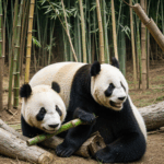 A giant panda sitting contentedly, munching on a stalk of bamboo in a lush forest.