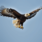 A graceful eagle in flight, effortlessly gliding through the air with majestic poise and elegance.
