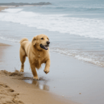 A happy golden retriever with glistening fur, playfully running on a sunlit beach.