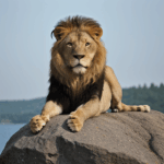 Lion's dominant posture on a rock, symbolizing its majestic and commanding aura.