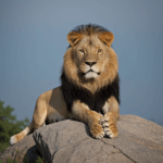 Lion's majestic aura captured as it sits gracefully on a rock.