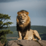 Lion's majestic pose on a rock, showcasing its powerful and regal nature.