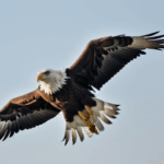 A majestic eagle soaring through the clear blue sky, showcasing its powerful wings and graceful flight.