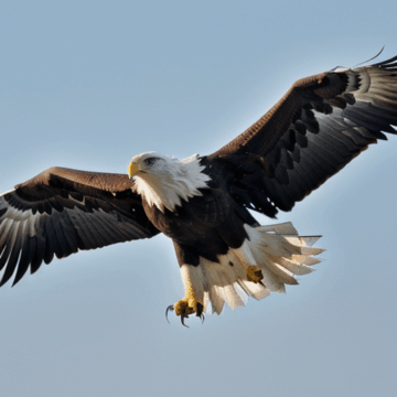 Majestic Eagles Soaring in Magnificent Flight