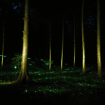 A serene moonlit forest illuminated by the gentle glow of fireflies, creating a magical nighttime scene.
