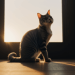 Morning light highlights a cat's stretch, a serene, calming scene.