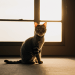 A cat stretches in the morning light, a picture of contentment.