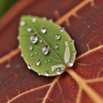 Nature's jewels: a dewdrop glistens on a leaf in the morning sun.