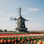 Picturesque view of a traditional windmill surrounded by blooming tulip fields, capturing the essence of Dutch countryside beauty.