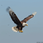 Close-up of a soaring eagle, highlighting its keen eyes and majestic presence as it commands the skies.