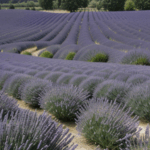 Relaxing scenes of lavender fields stretch beneath a cloudless blue sky.