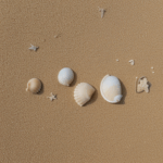 A beautiful spread of seashells on the shore, each shell a unique piece of the ocean's ever-changing tapestry.