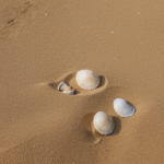 An array of seashells on the beach, their smooth surfaces glistening under the sun, capturing the essence of ocean artistry.