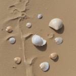 An elegant display of seashells on the sand, illustrating the stunning diversity found along the coastline.