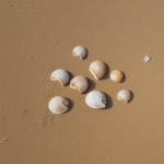 A serene scene of seashells on the shore, capturing the peaceful and picturesque essence of coastal life.