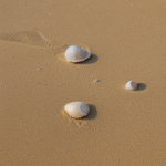 Seashells nestled in warm sand, each one a miniature masterpiece crafted by the ocean's gentle waves.
