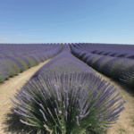 Soothing lavender blooms stretch under the clear and open blue sky.