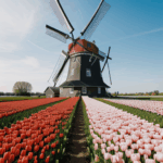 Springtime tulip blooms surround a majestic windmill, offering a vibrant and stunning view of nature's beauty.