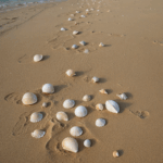 A vibrant collection of stunning seashells scattered on sandy beaches, showcasing nature's beauty.