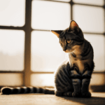 Sunlight bathes a stretching cat, capturing a moment of peaceful joy.