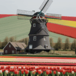 A traditional windmill stands tall in a vibrant tulip field, showcasing a blend of history and natural beauty under a clear blue sky.