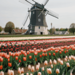 Tulips in full bloom frame a classic windmill, with vibrant colors creating an enchanting and photogenic setting.