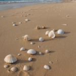 An array of unique seashells resting on pristine sand, each shell with its own captivating story.