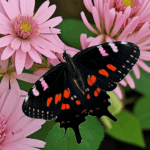 A vibrant butterfly on a flower, capturing the lively interaction between flora and fauna.