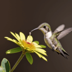 Hummingbird in mid-flight, its rapid wings a blur of motion.