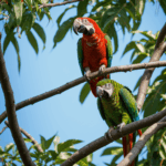 A close-up of a parrot perched on a tree branch, highlighting its stunning colors.