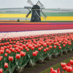 A windmill stands proudly amidst a garden of tulips in full bloom, showcasing a harmonious blend of history and nature.